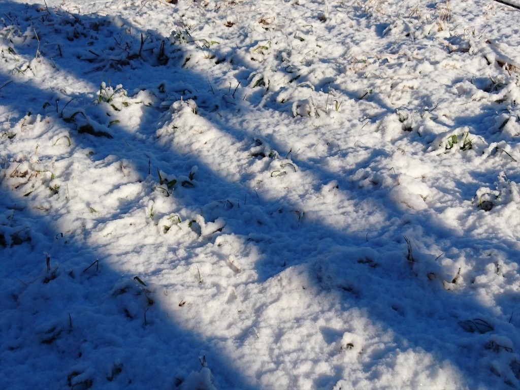 2016年2月7日 埼玉県上尾市の石材店 大塚 雪模様、雪化粧、雪景色DSC_0152-