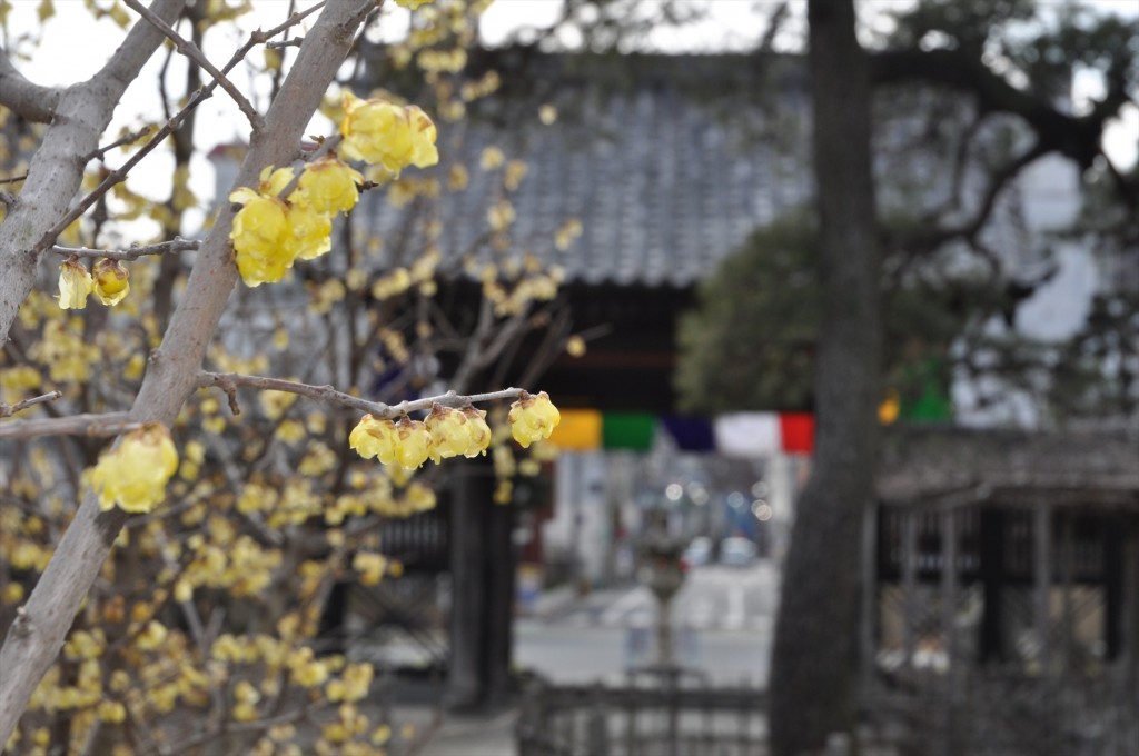 2016年2月8日 埼玉県上尾市の寺院 遍照院の蝋梅 ロウバイが綺麗でしたDSC_4965-