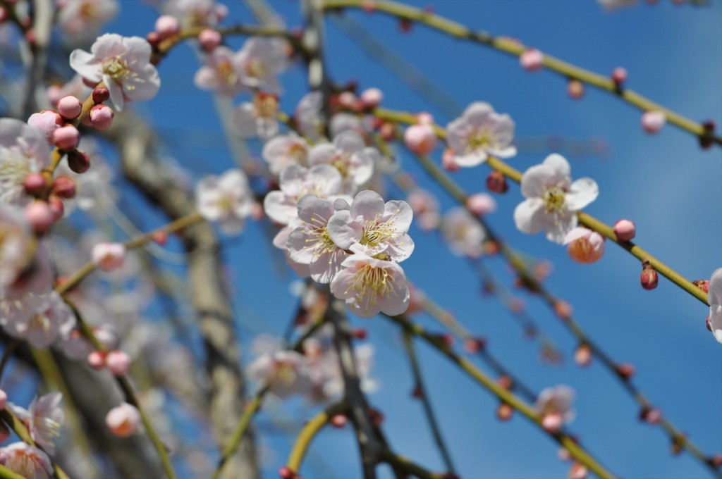 2016年2月 埼玉県鴻巣市吹上の寺院　勝龍寺の枝垂れ梅が綺麗でしたDSC_5270