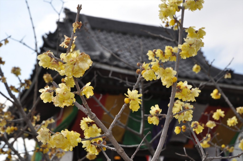 2016年2月8日 埼玉県上尾市の寺院 遍照院の蝋梅 ロウバイが綺麗でしたDSC_4966-