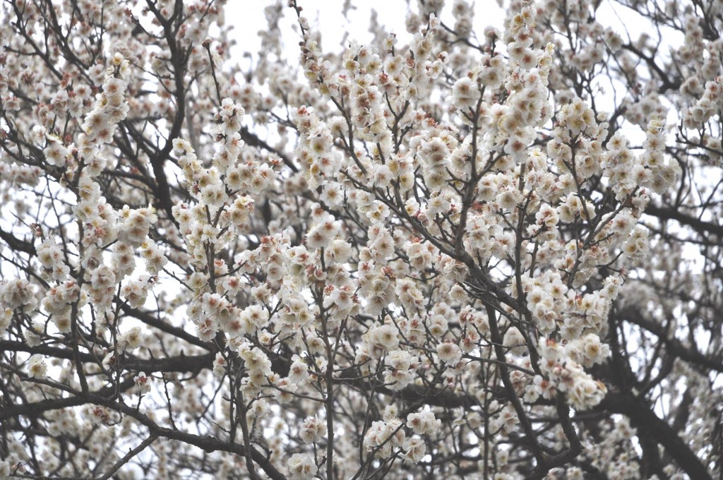 2016年2月15日 埼玉県伊奈町 西光寺の梅の木の花4
