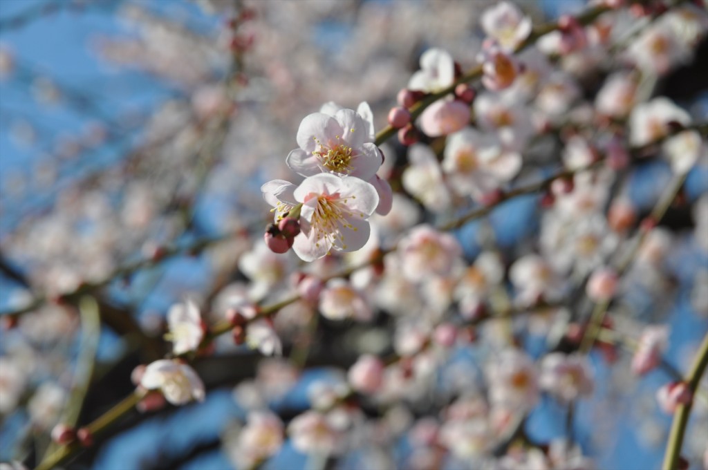 2016年2月 埼玉県鴻巣市吹上の寺院　勝龍寺の枝垂れ梅が綺麗でしたDSC_5273