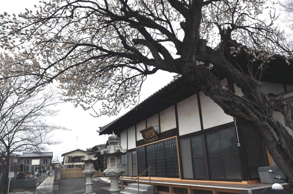 2016年2月15日 埼玉県伊奈町 西光寺の梅の木の花1