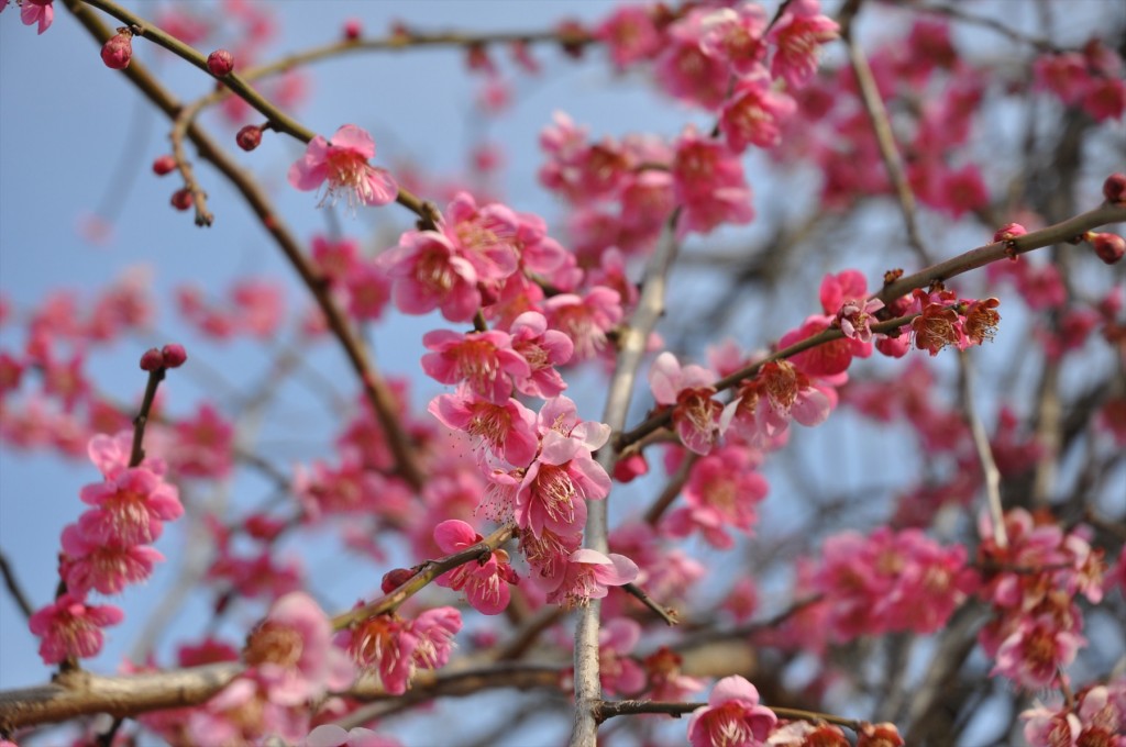 2016年2月 埼玉県上尾市の寺院、龍山院の梅が綺麗でしたDSC_5312