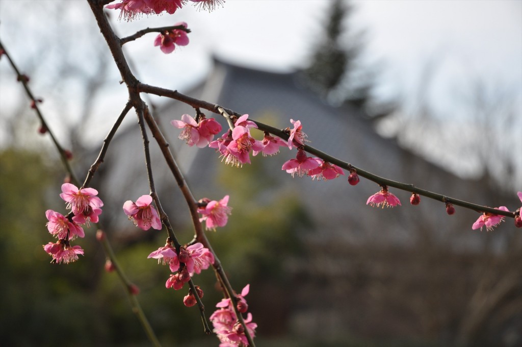 2016年2月 埼玉県上尾市の寺院、龍山院の梅が綺麗でしたDSC_5315