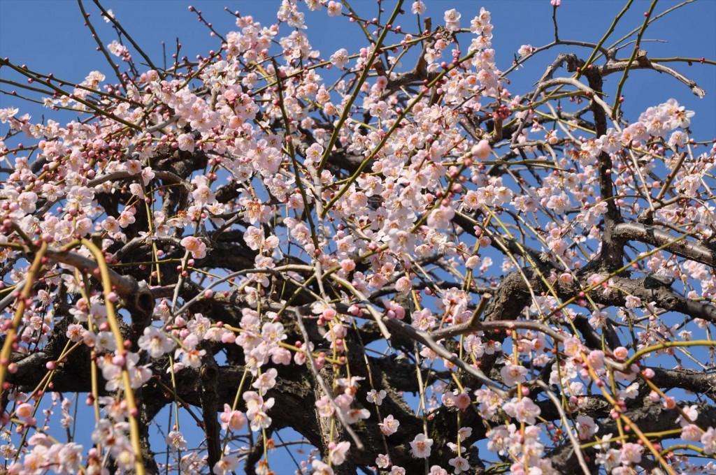 2016年2月 埼玉県鴻巣市吹上の寺院　勝龍寺の枝垂れ梅が綺麗でしたDSC_5269