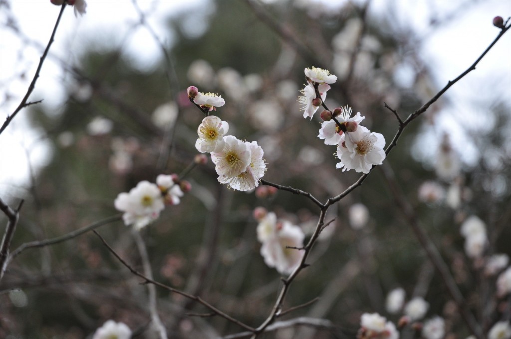 2016年2月 埼玉県上尾市の寺院、龍山院の梅が綺麗でしたDSC_5322