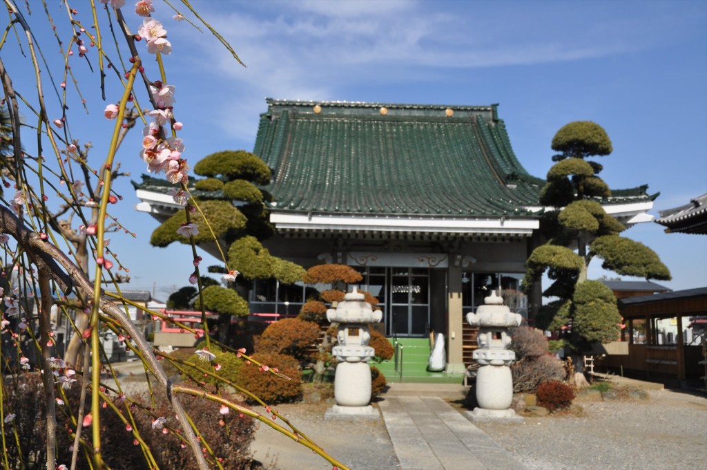 2016年2月 埼玉県鴻巣市吹上の寺院　勝龍寺の枝垂れ梅が綺麗でしたDSC_5268
