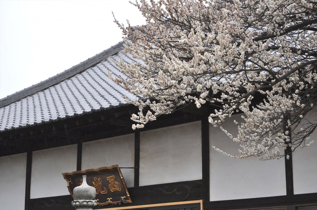 2016年2月15日 埼玉県伊奈町 西光寺の梅の木の花2