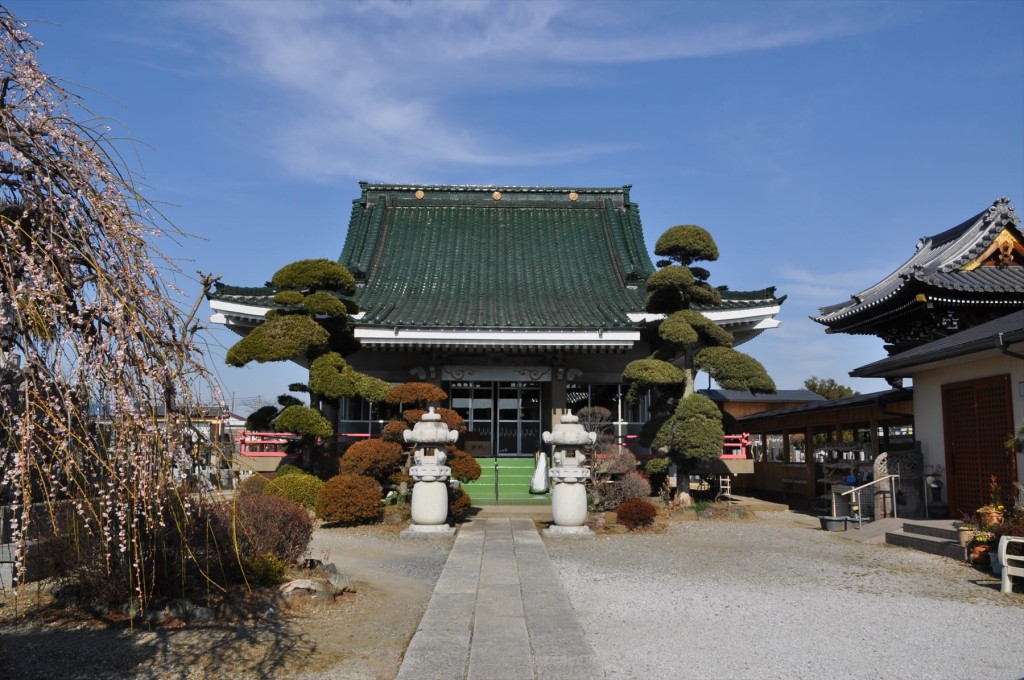 2016年2月 埼玉県鴻巣市吹上の寺院　勝龍寺の枝垂れ梅が綺麗でしたDSC_5267