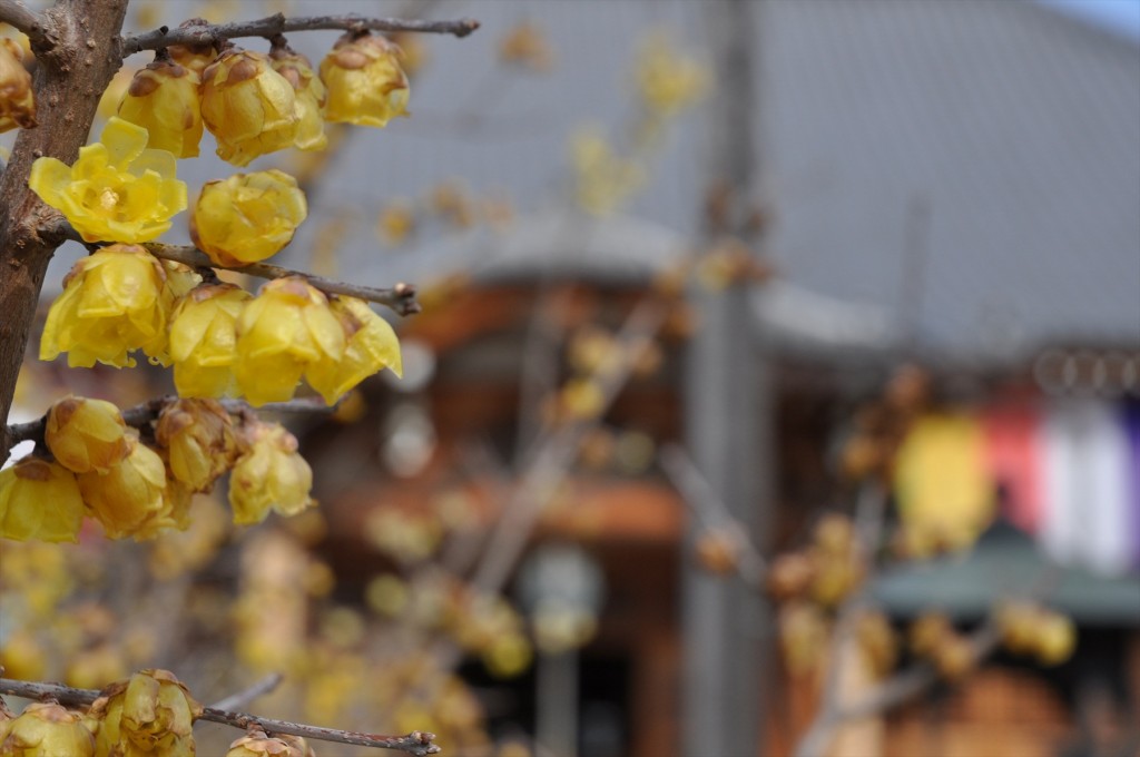 2016年2月8日 埼玉県上尾市の寺院 遍照院の蝋梅 ロウバイが綺麗でしたDSC_4961-