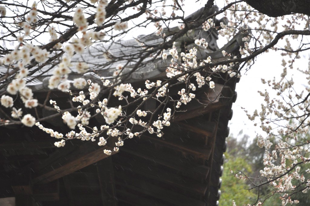 2016年2月15日 埼玉県伊奈町 西光寺の梅の木の花5