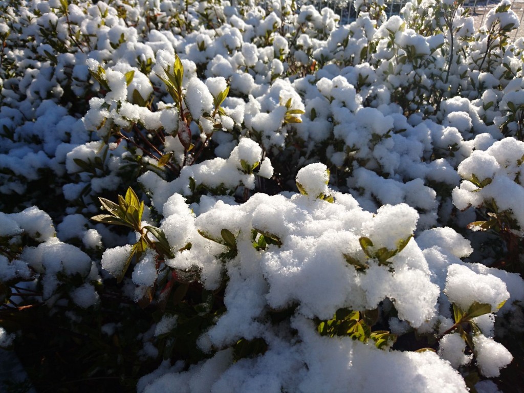 2016年2月7日 埼玉県上尾市の石材店 大塚 雪模様、雪化粧、雪景色DSC_0150-