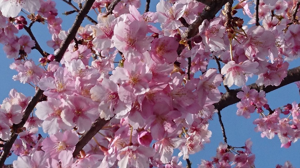 2016年3月 埼玉県上尾市瓦葺のお寺 楞厳寺の河津桜が綺麗でした。DSC_0279