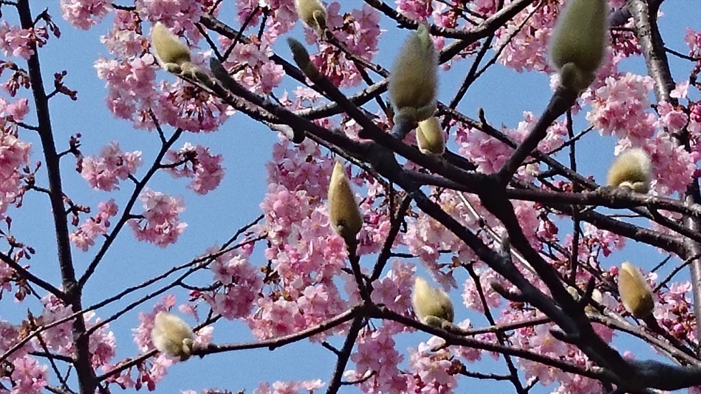 2016年3月 埼玉県上尾市瓦葺のお寺 楞厳寺の河津桜が綺麗でした。モクレンも咲きはじめました。DSC_0287