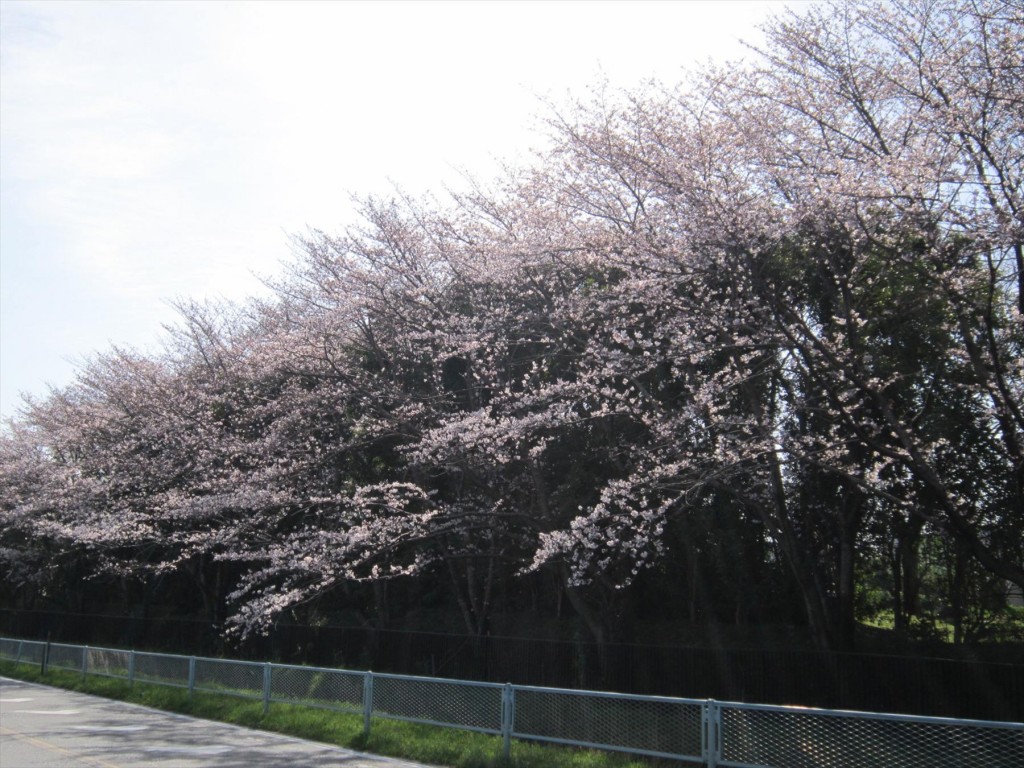 0042016年3月 埼玉県の霊園　桶川霊園入口の桜が満開になりました！