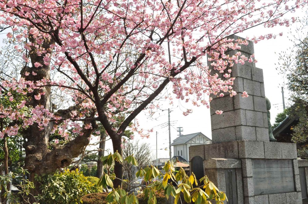 2016年3月 埼玉県上尾市瓦葺のお寺 楞厳寺の河津桜が綺麗でした。DSC_5434