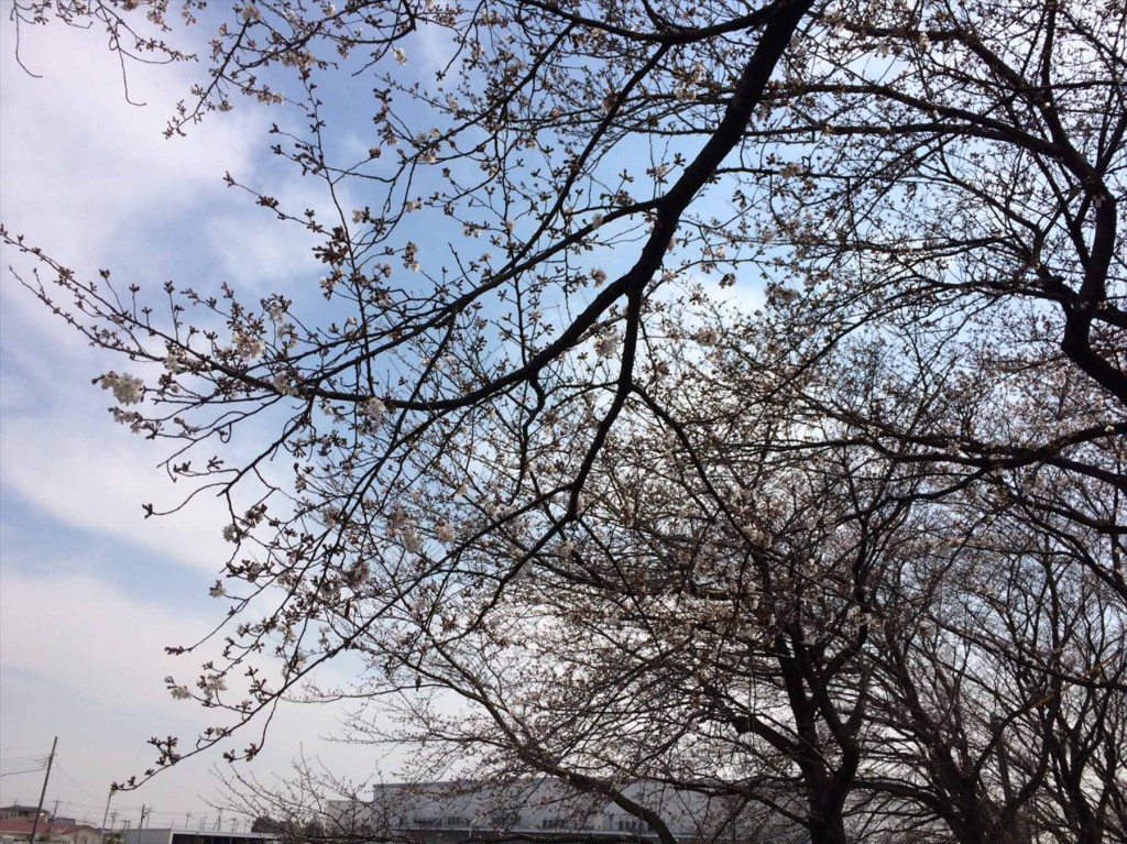 image52016年3月 埼玉県の霊園　久喜清久霊園の近くの清久さくら通りで『清久さくらまつり』が開催されます