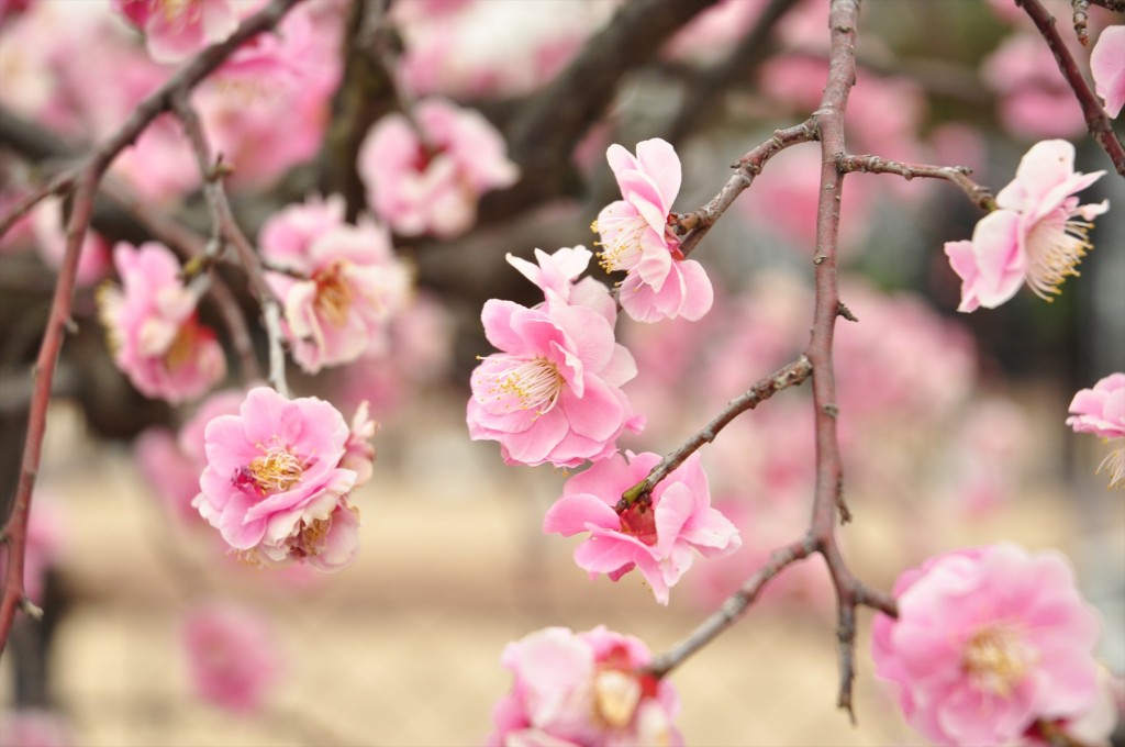 2016年2月 埼玉県北本市の霊園　北本霊園の梅が綺麗です！DSC_5376