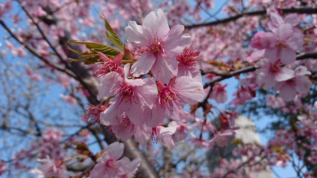 2016年3月 埼玉県上尾市瓦葺のお寺 楞厳寺の河津桜が綺麗でした。DSC_0281