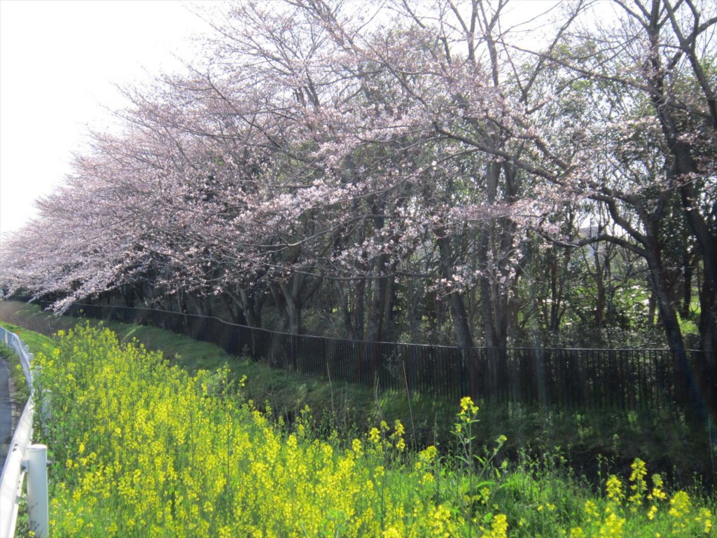 0052016年3月 埼玉県の霊園　桶川霊園入口の桜が満開になりました！