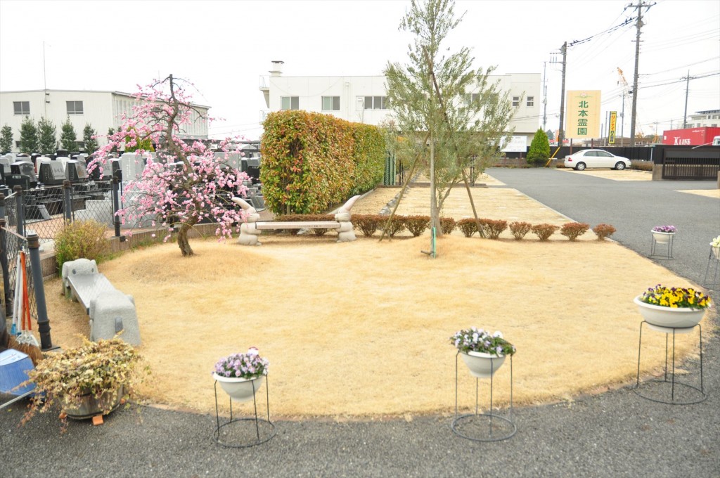 2016年2月 埼玉県北本市の霊園　北本霊園の梅が綺麗です！DSC_5373