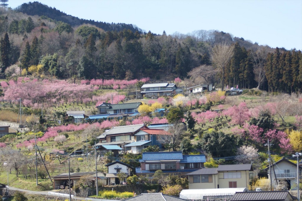 SONY DSC