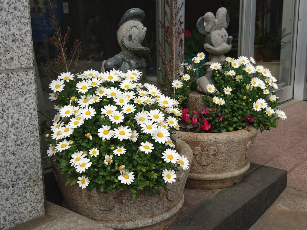 2016年3月 石材店の大塚　受付入口の鉢植えのお花がご来店をお待ちしています！スノーボールDSC_0559