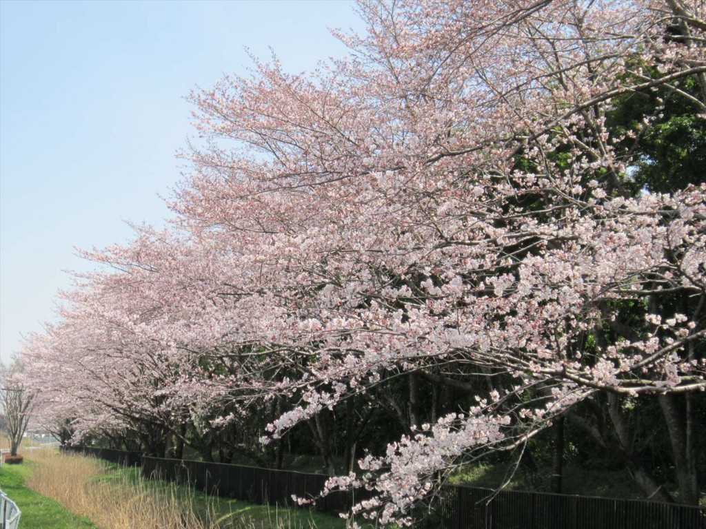 0102016年3月 埼玉県の霊園　桶川霊園入口の桜が満開になりました！