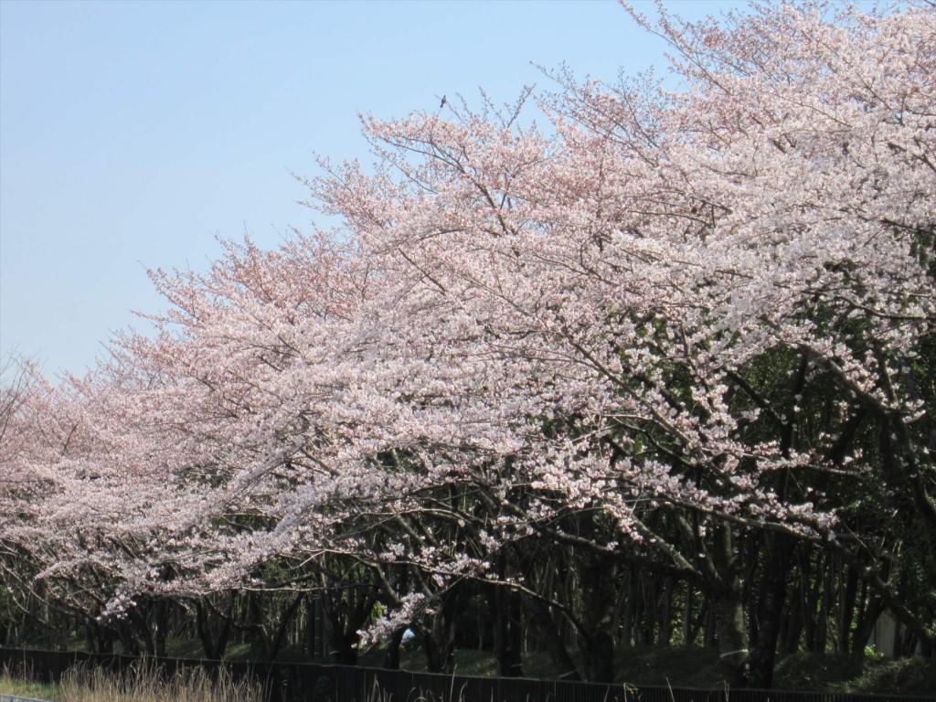 0112016年3月 埼玉県の霊園　桶川霊園入口の桜が満開になりました！