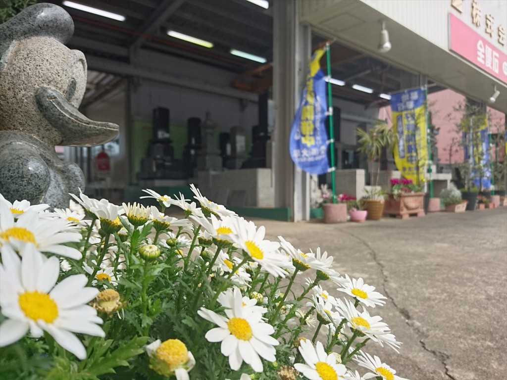 2016年3月 石材店の大塚　受付入口の鉢植えのお花がご来店をお待ちしています！スノーボールDSC_0567