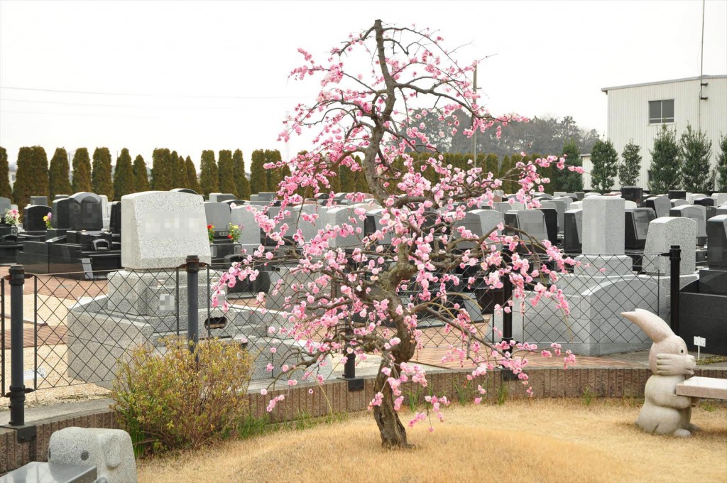 2016年2月 埼玉県北本市の霊園　北本霊園の梅が綺麗です！DSC_5374