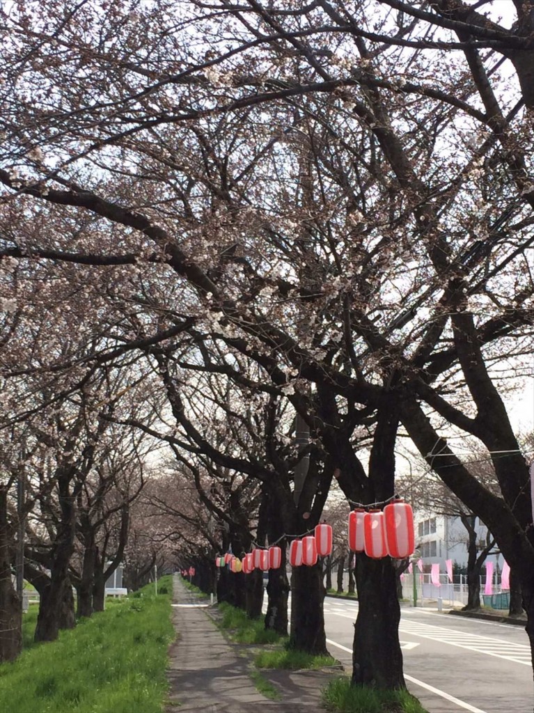 image42016年3月 埼玉県の霊園　久喜清久霊園の近くの清久さくら通りで『清久さくらまつり』が開催されます