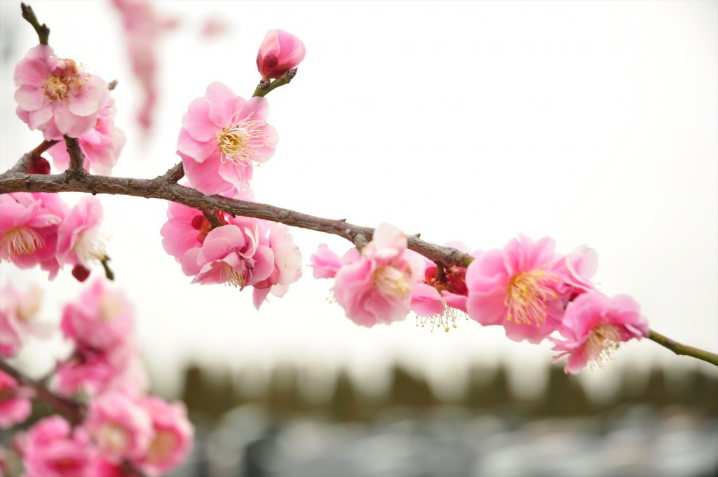 2016年2月 埼玉県北本市の霊園　北本霊園の梅が綺麗です！DSC_5377