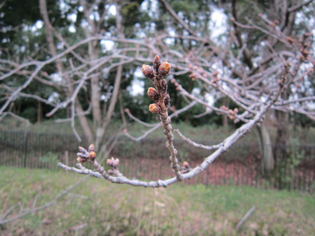 2016年3月 埼玉県の霊園　桶川霊園の春直前の蕾IMG_0219[1]