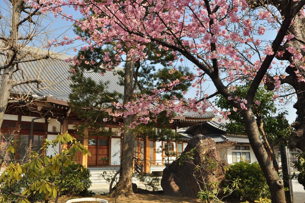 2016年3月 埼玉県上尾市瓦葺のお寺 楞厳寺の河津桜が綺麗でした。DSC_5437