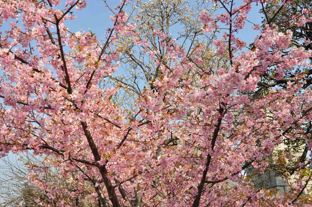 2016年3月 埼玉県上尾市瓦葺のお寺 楞厳寺の河津桜が綺麗でした。DSC_5438