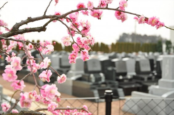 2016年2月 埼玉県北本市の霊園　北本霊園の梅が綺麗です！DSC_5375
