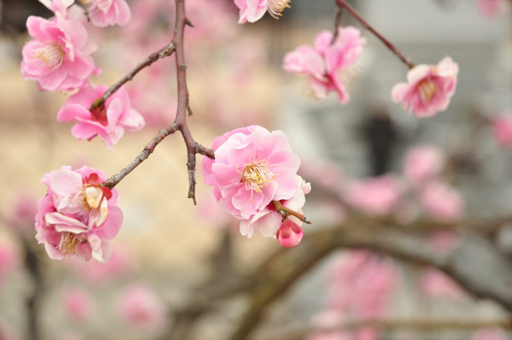 2016年2月 埼玉県北本市の霊園　北本霊園の梅が綺麗です！DSC_5378