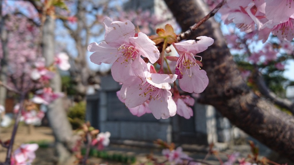 2016年3月 埼玉県上尾市瓦葺のお寺 楞厳寺の河津桜が綺麗でした。DSC_0280