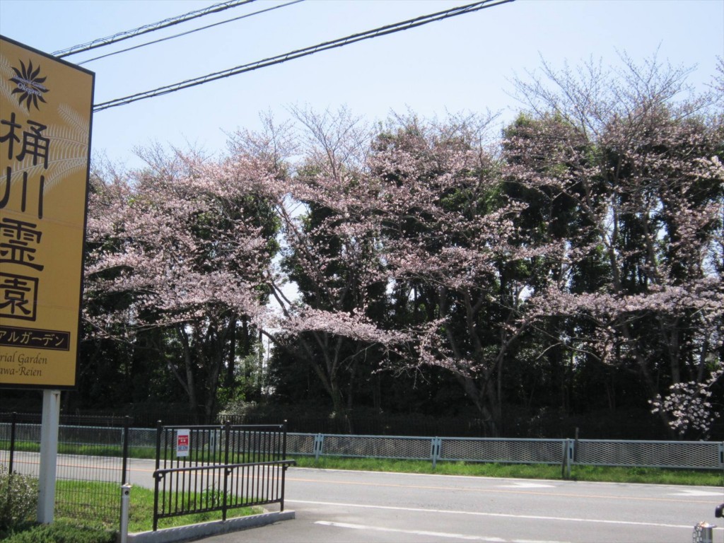 0062016年3月 埼玉県の霊園　桶川霊園入口の桜が満開になりました！