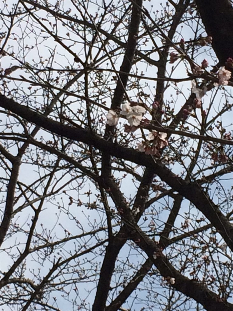 image32016年3月 埼玉県の霊園　久喜清久霊園の近くの清久さくら通りで『清久さくらまつり』が開催されます