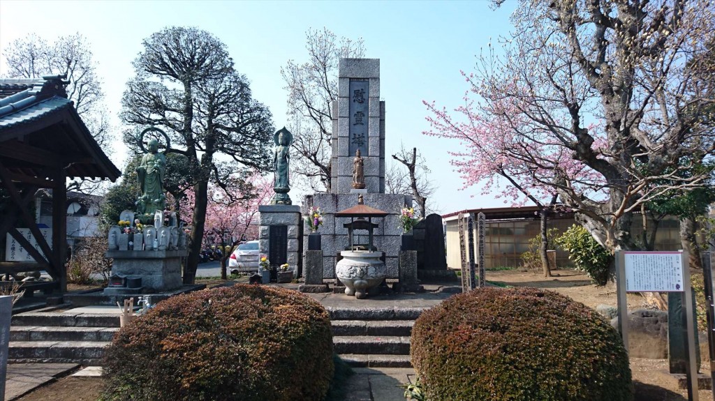 2016年3月 埼玉県上尾市瓦葺のお寺 楞厳寺の河津桜が綺麗でした。DSC_0283