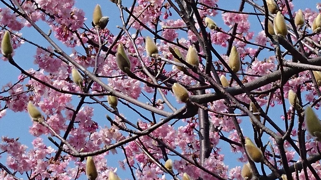 2016年3月 埼玉県上尾市瓦葺のお寺 楞厳寺の河津桜が綺麗でした。モクレンも咲きはじめました。DSC_0286