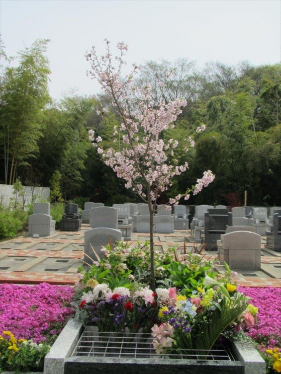 2016年4 神奈川県横浜市の霊園 都築まどか霊園の樹木葬の桜が綺麗ですIMG_0364