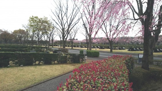 DSC_02272016年4月8日 さいたま市営思い出の里の桜と花 改葬