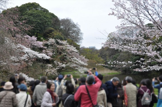 2016年4月2日 春・秋季皇居乾通り一般公開 満開の桜を見てきましたDSC_5620