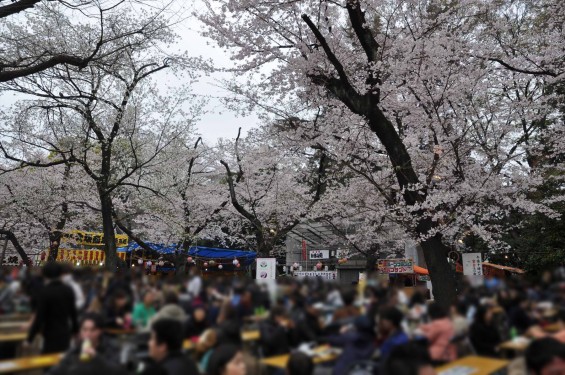 DSC_57872016年4月2日 靖国神社の桜 yasukuni jinjya sakura