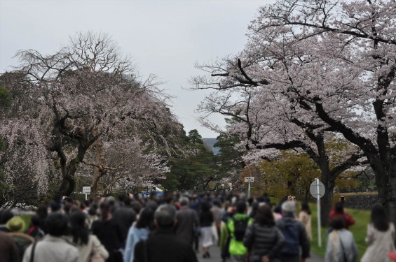 2016年4月2日 春・秋季皇居乾通り一般公開 満開の桜を見てきましたDSC_5611