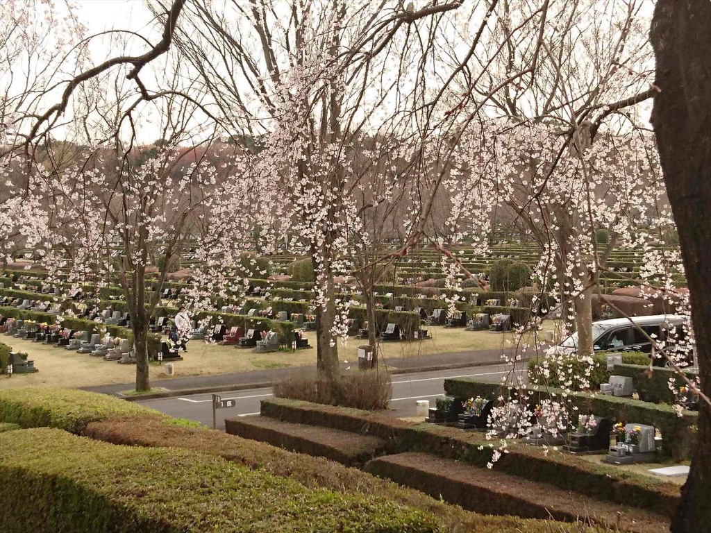 DSC_07062016年3月 埼玉県さいたま市 さいたま市営霊園思い出の里の枝垂れ桜が綺麗でした
